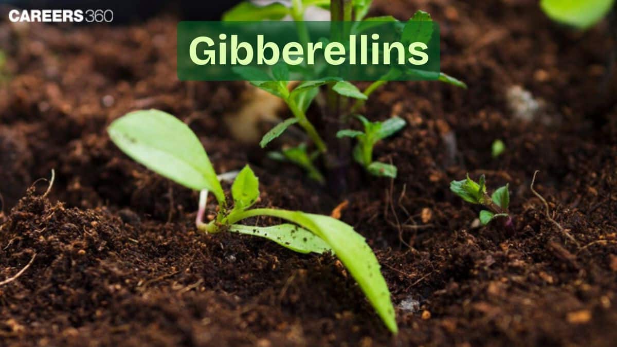 Gibberellins: Definition, Structure, Function, Applications, Uses